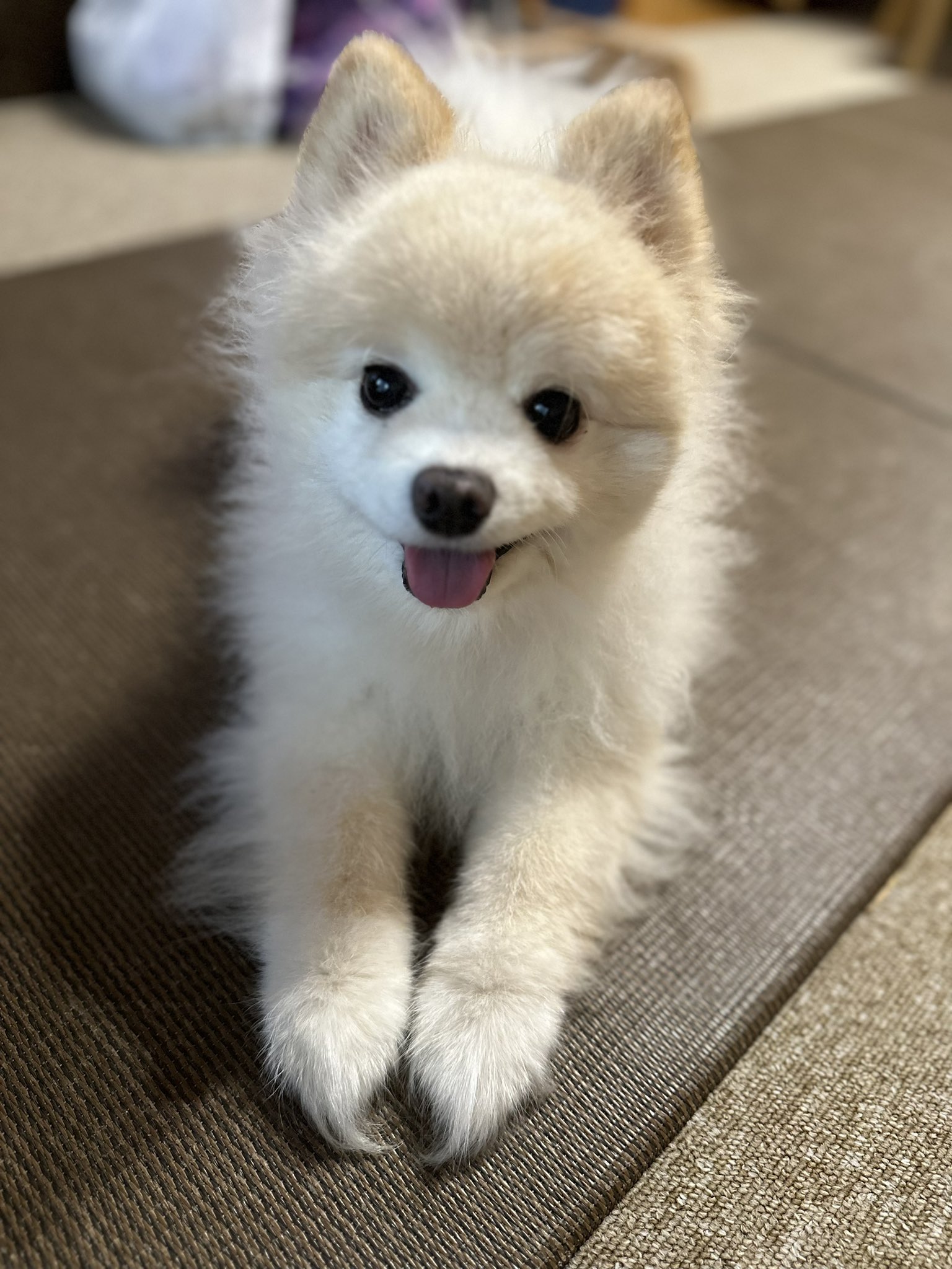 犬のダイエット Twitter Search Twitter
