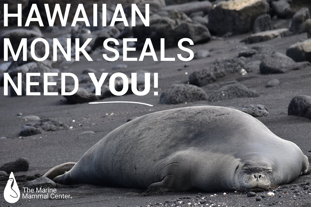 Join our crew and help save an #EndangeredSpecies 🌊 Volunteers for our #HawaiianMonkSeal conservation program are urgently needed on Hawai‘i Island and Maui 🌺 But hurry! Sign up by October 21 to be eligible for our next orientation. #ApplyNow at bit.ly/3ufAOLM.