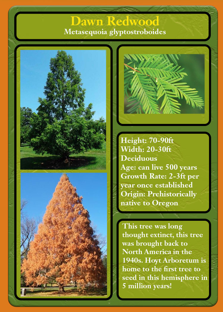 Did you know our state fossil is a tree? Register for the Yard Tree Giveaway program and take one home with you today! portland.gov/free-yard-trees