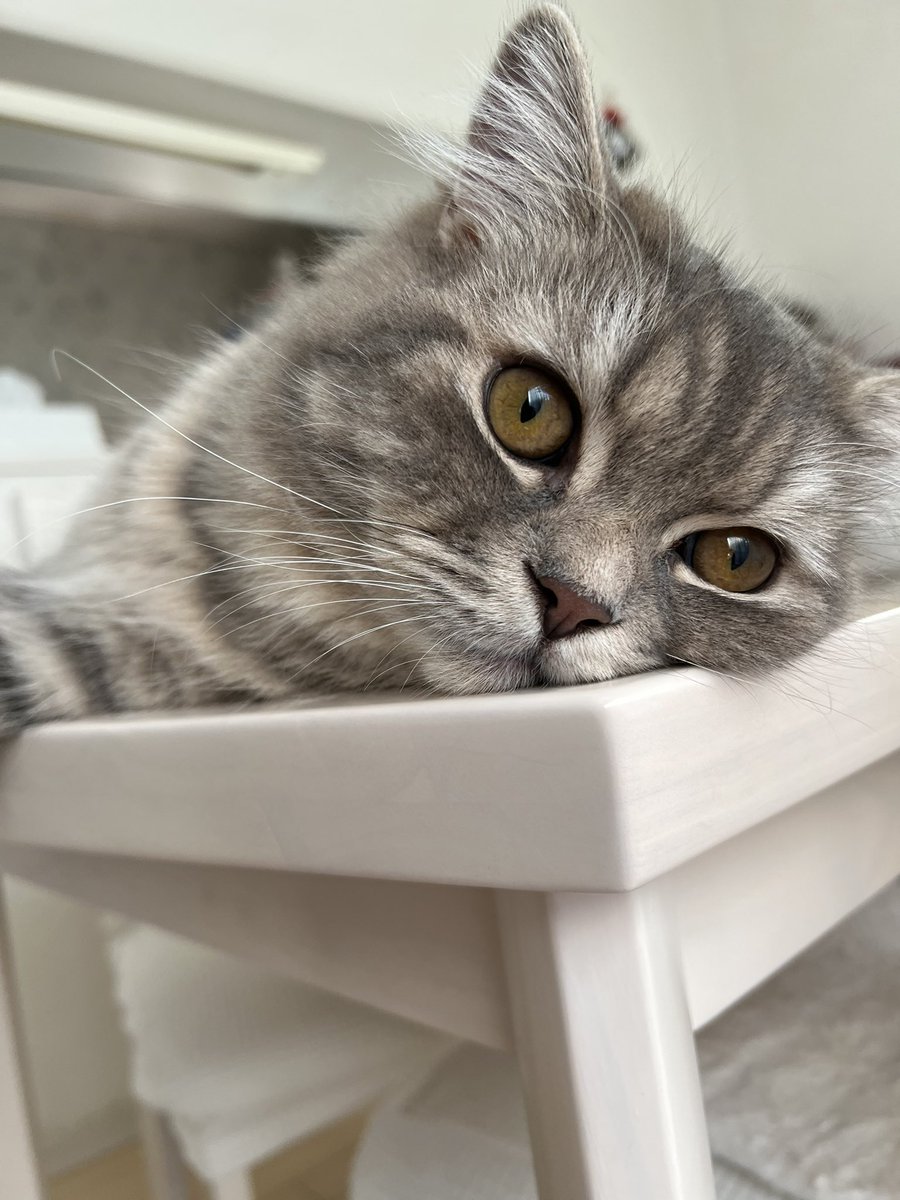 dcejh6's tweet photo. おはよ☀️
もう僕大きくなったよ！
エムお兄ちゃんより大きくなっちゃた😆
#猫好きさんと繋がりたい https://t.co/2mRYYDXxfx