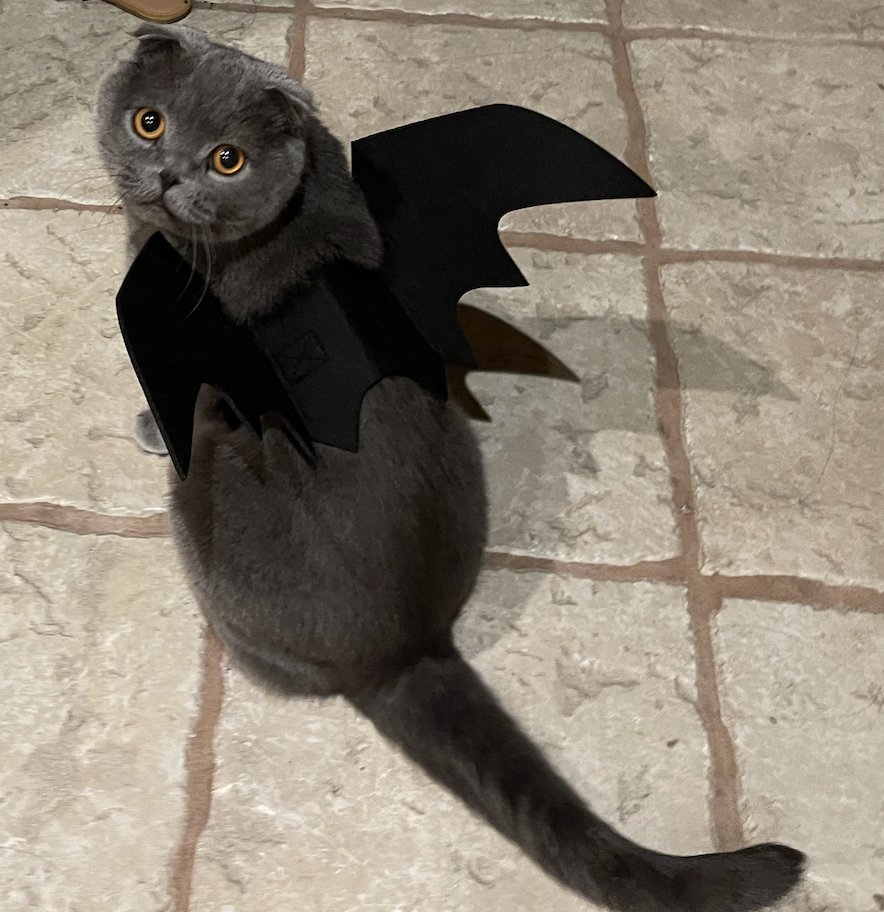 symphoneum's tweet photo. bat https://t.co/myAdftgYKT