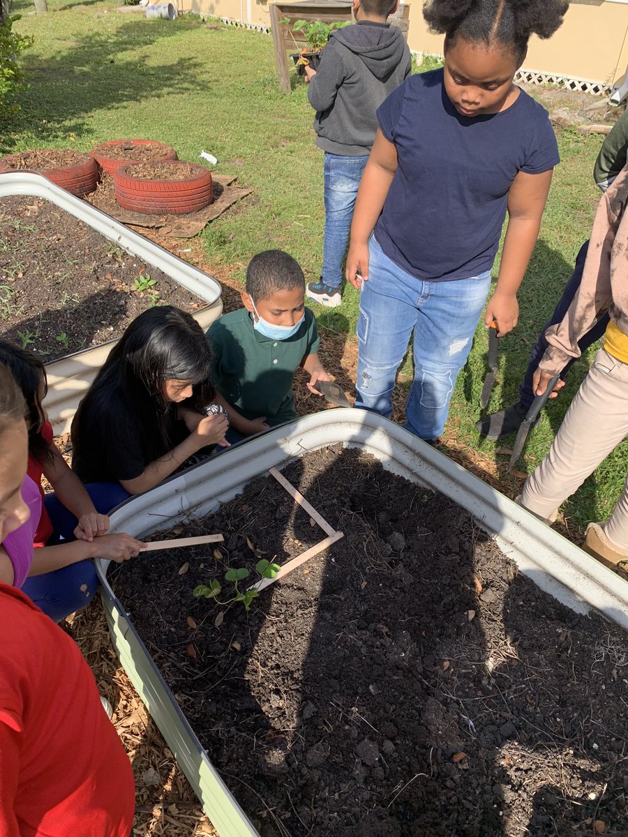 GardenMort's tweet photo. #GardenGnomies used #Math tools to plant #strawberry plants, while understanding they need space and respond to seasonal changes.  #SchoolGardens teach life skills….#patience. Sweet things come to those that wait.     🍓 📏 @MortElementary @HCPSElemScience @HCPSElemMath1 https://t.co/4OJ5nCfegS