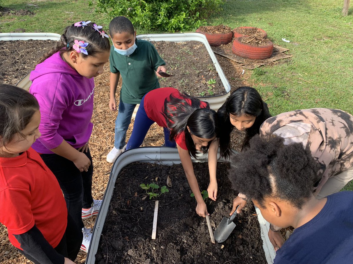 #GardenGnomies used #Math tools to plant #strawberry plants, while understanding they need space and respond to seasonal changes.  #SchoolGardens teach life skills….#patience. Sweet things come to those that wait.     🍓 📏 @MortElementary <a href="/HCPSElemScience/">HCPSElemScience</a> <a href="/HCPSElemMath1/">HCPS Elementary Math</a>