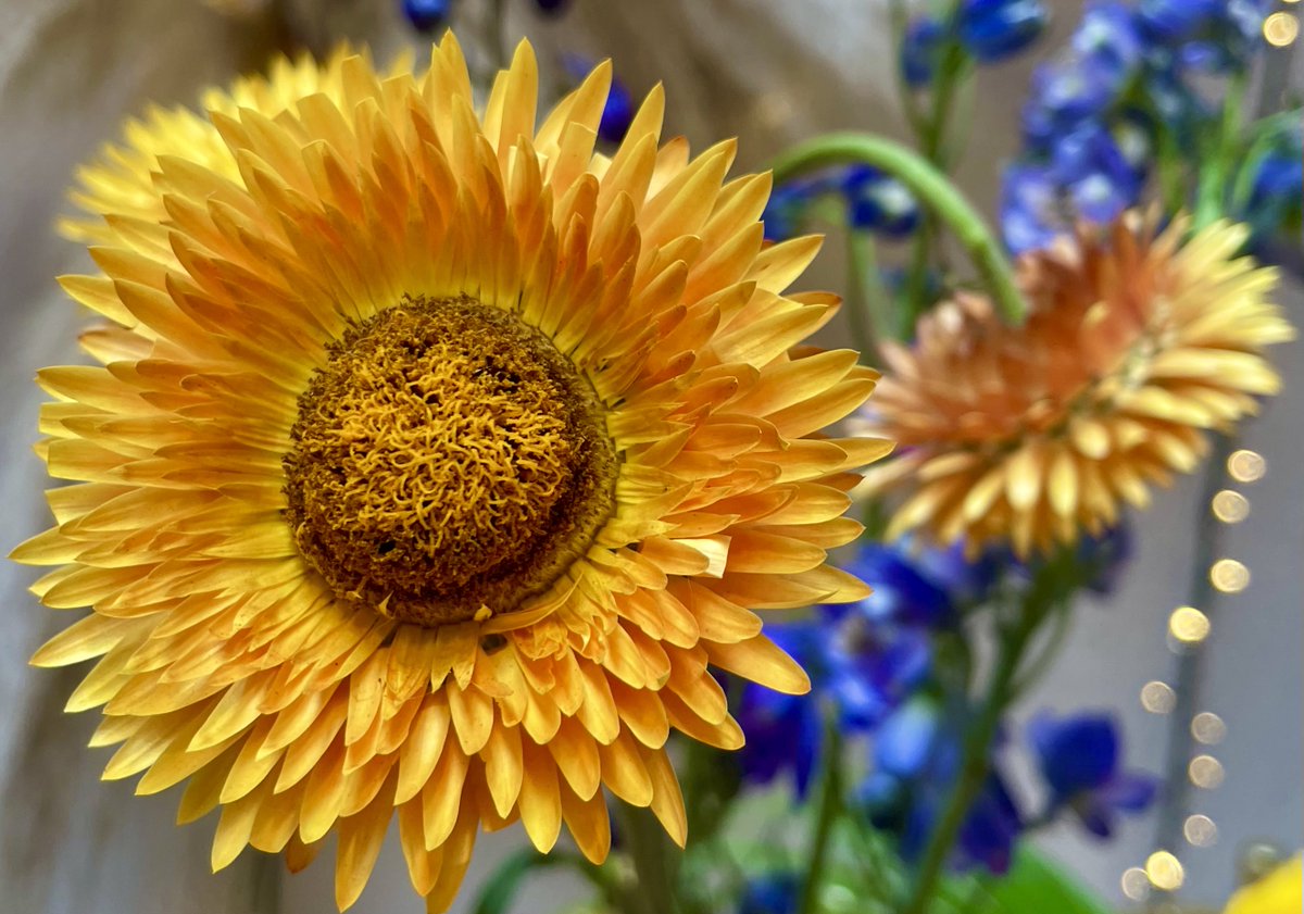 LorenaMHurtado's tweet image. 💜💛🧡