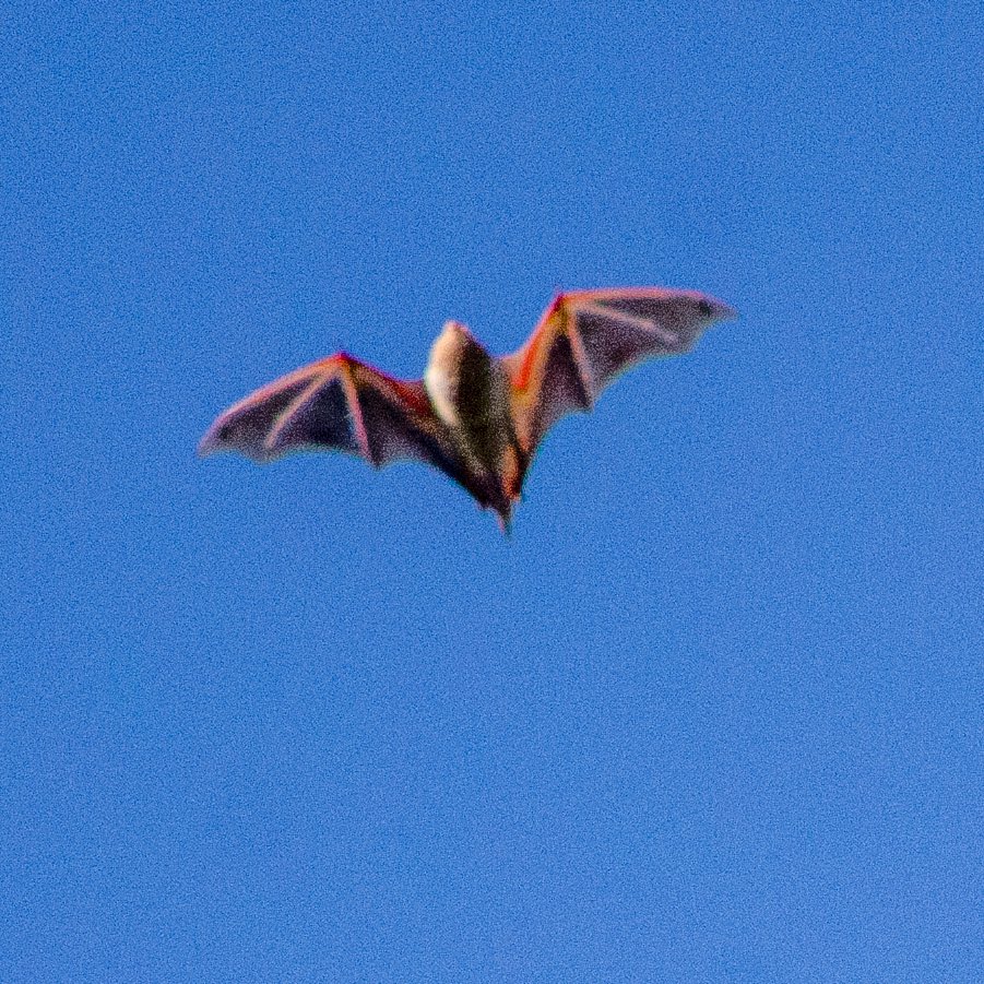 Aaron StewartAhn on Twitter "RT NYCParks It's not just for