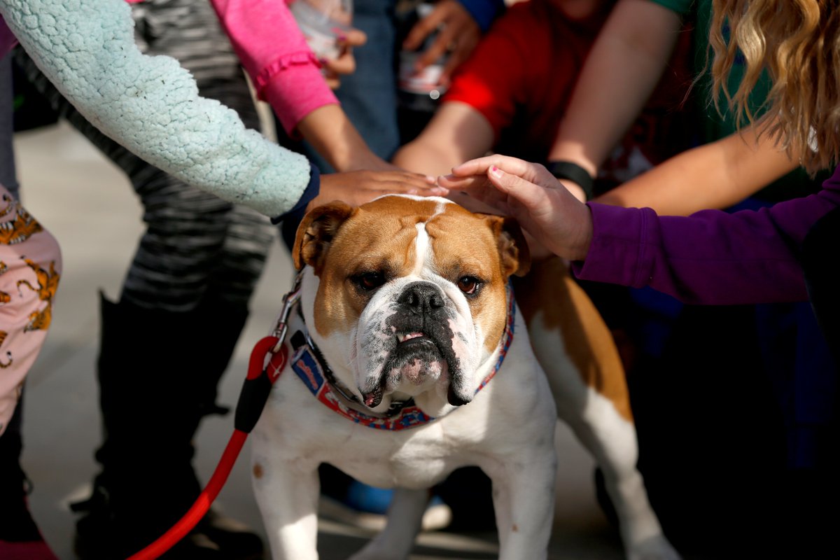 Fresnostateosp's tweet photo. Feria de Educación is FREE for the whole family to join including free parking!!
🏫 Campus Tours
🎨 Kid Zone
📚 Reading Garden (President Jimenez-Sandoval will be reading.)
📸 Photo Booth
🐶 Victor E. III and Time Out
🎤 Chuy Chavez
💃 @DanzantesAztlan
#FSFeria #CSUFeria https://t.co/cK6RLO83n5