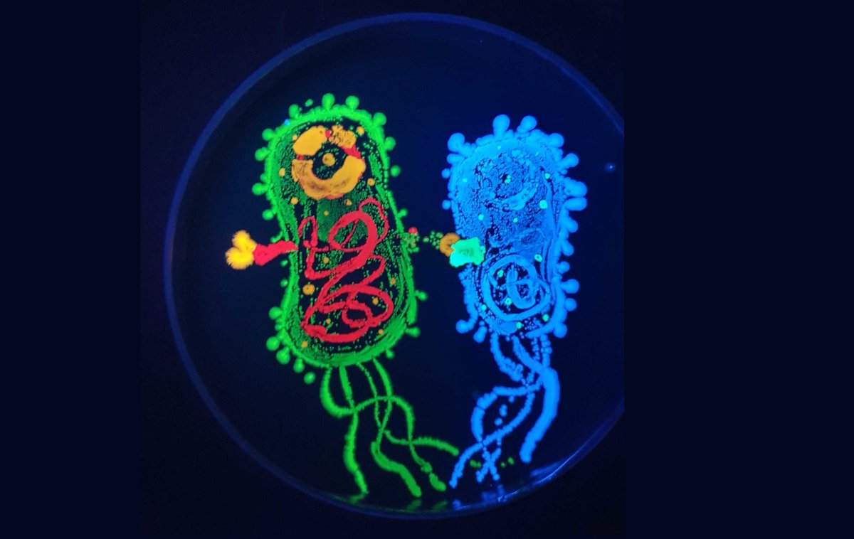 Our AusSynBio/iGEM journey for 2022 nears its end. Very proud of the Nanobuddies @igem_usyd2022, who used DNA shuffling to evolve nanobodies, expressed these on the E.coli surface, and tested interactions with new cellulose-binding fuGFP fusion proteins. Onwards to Paris !