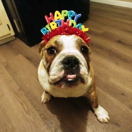 deniselynne1966's tweet photo. #NewProfilePic this smooshy face has helped me through some really tough days since 12/28. #puppylove
#pipergrace ❤🎂🐾🎈🎉🥔 https://t.co/oW6CWvym1S