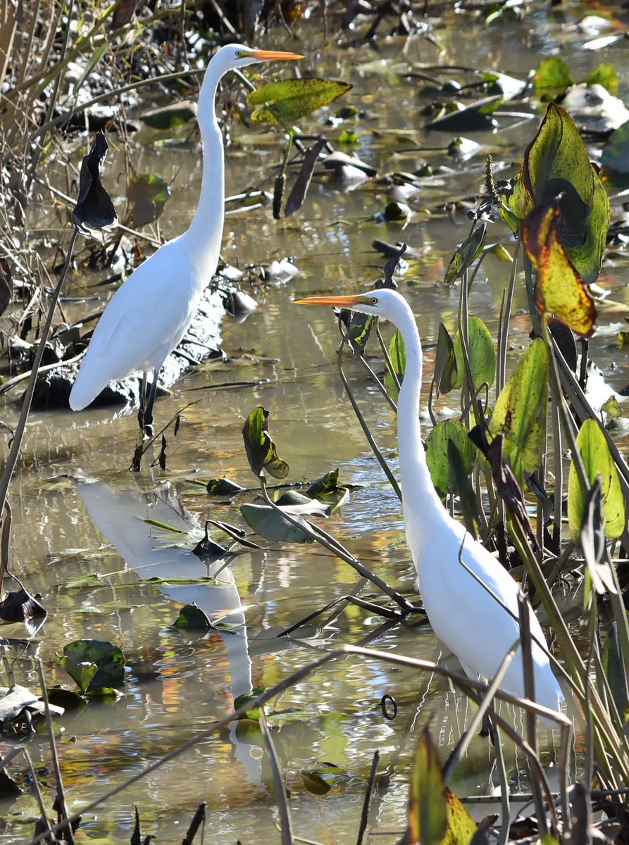 A very fine pair of egrets at Kenilworth Aquatic Gardens today #AnacostiaRiver <a href="/KenAqGardens/">Friends of Kenilworth Aquatic Gardens</a> <a href="/anacostiaws/">Anacostia Watershed Society</a>