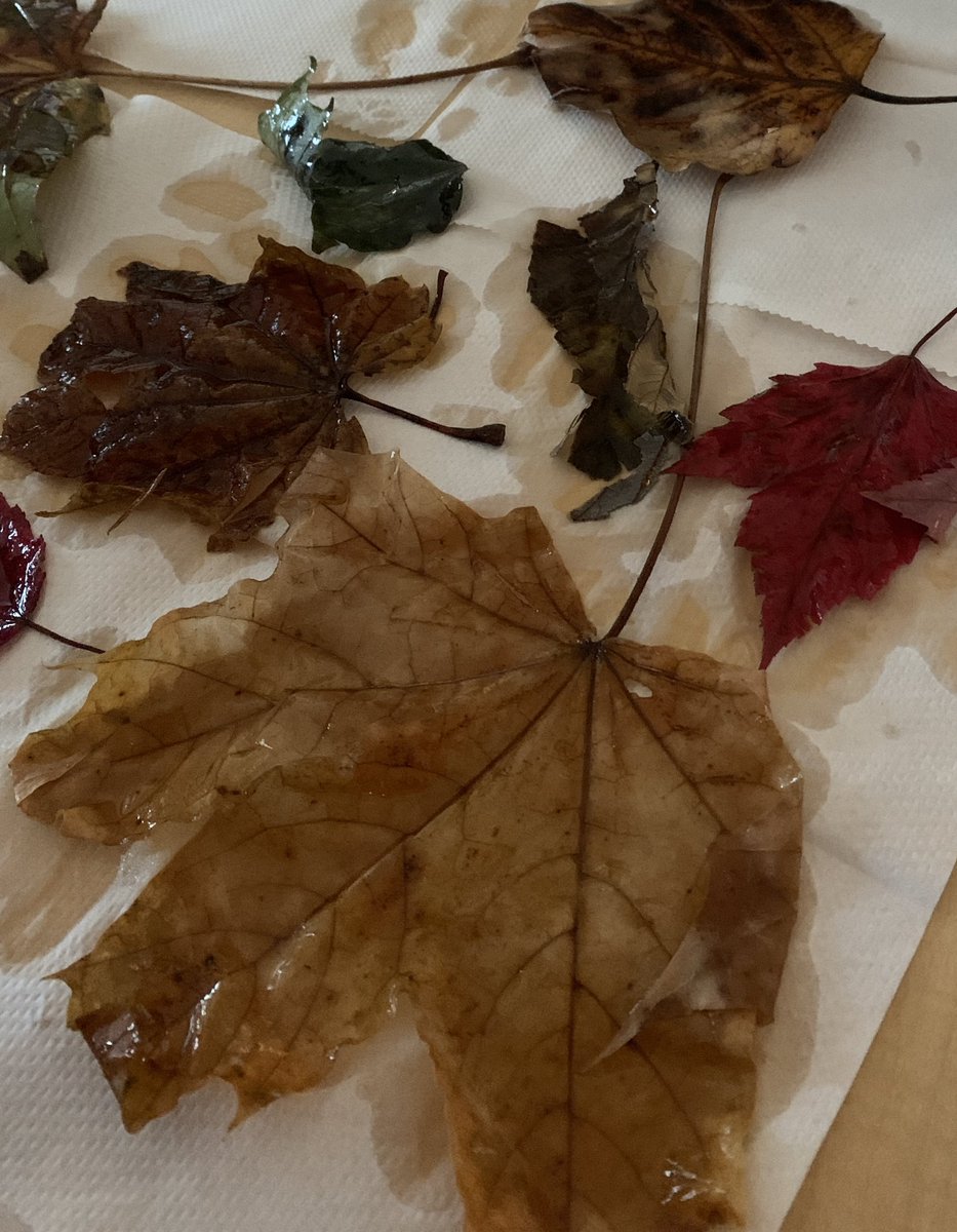 Laura Fee tweet media