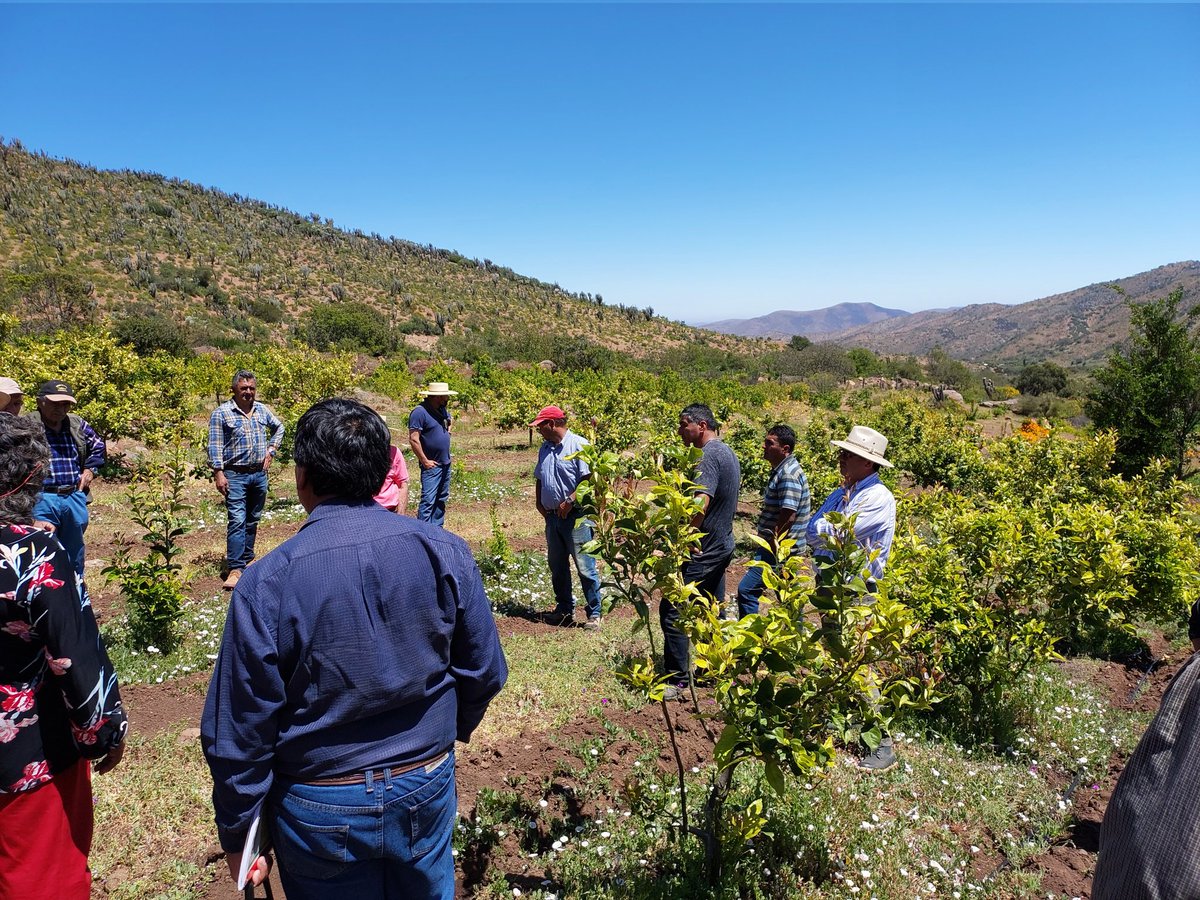 FabiolaSeplveda's tweet photo. 🌸🌵 Hoy estuvimos acompañando a los agricultores de #limones del sector el #Ajial de la comuna de #Punitaqui con la capacitación ¿Por qué y cómo incorporar la #agroecología en los sistemas agroproductivos?
Actividad coordinada por @INIA_Intihuasi, apoyada por @iniaLaPlatina https://t.co/kHb9HFgWeB