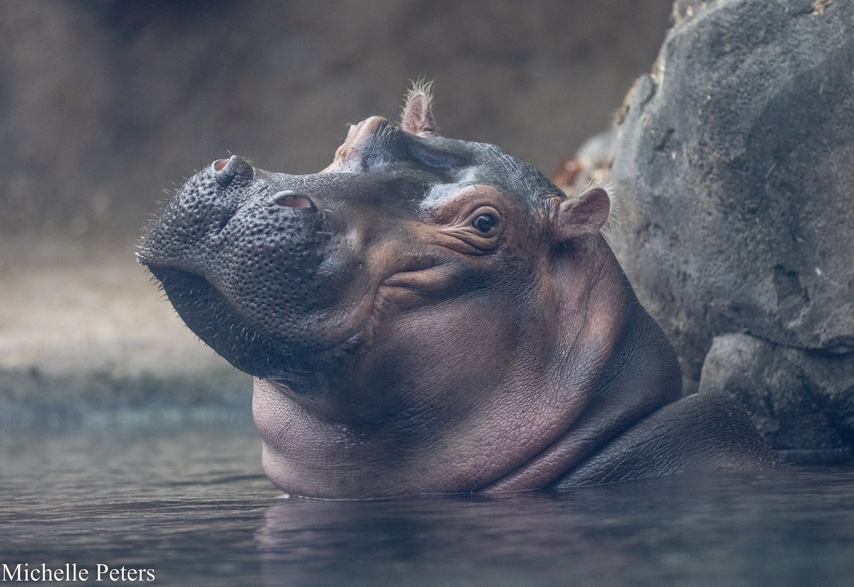 CincinnatiZoo's tweet photo. Fearless (TV) – Fiona the hippo is flawless, really something, she’s fearless. She was born six weeks premature and was the smallest hippo to ever survive! #TeamFiona https://t.co/gM9kWvlyeK