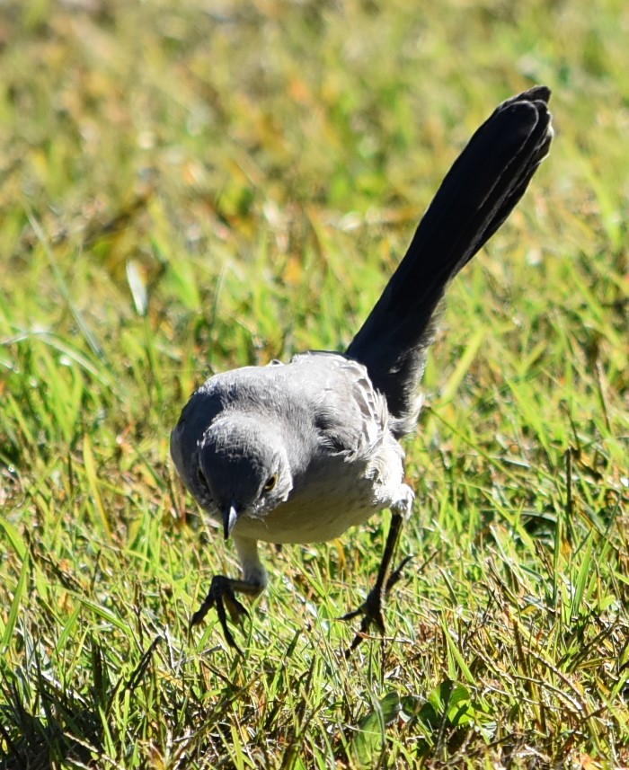 It's not too late to contribute to the 6th Annual Anacostia Bioblitz! You can jump onto observations between now and midnight Sunday. Learn more at anacostiaws.org <a href="/anacostiaws/">Anacostia Watershed Society</a>