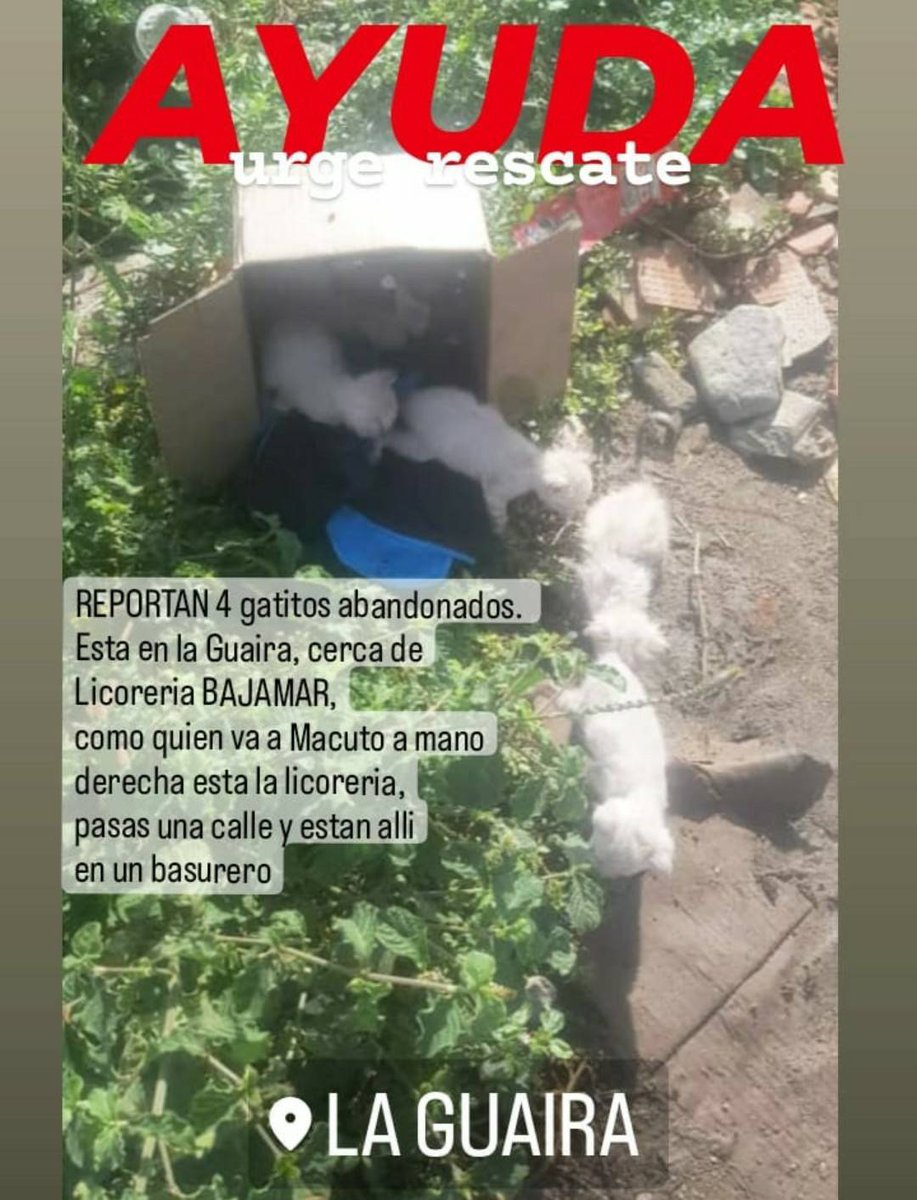 PerroUsuario's tweet photo. URGE rescate y #AYUDA para estos pequeños, La Guaira https://t.co/BZSEVlXXk0