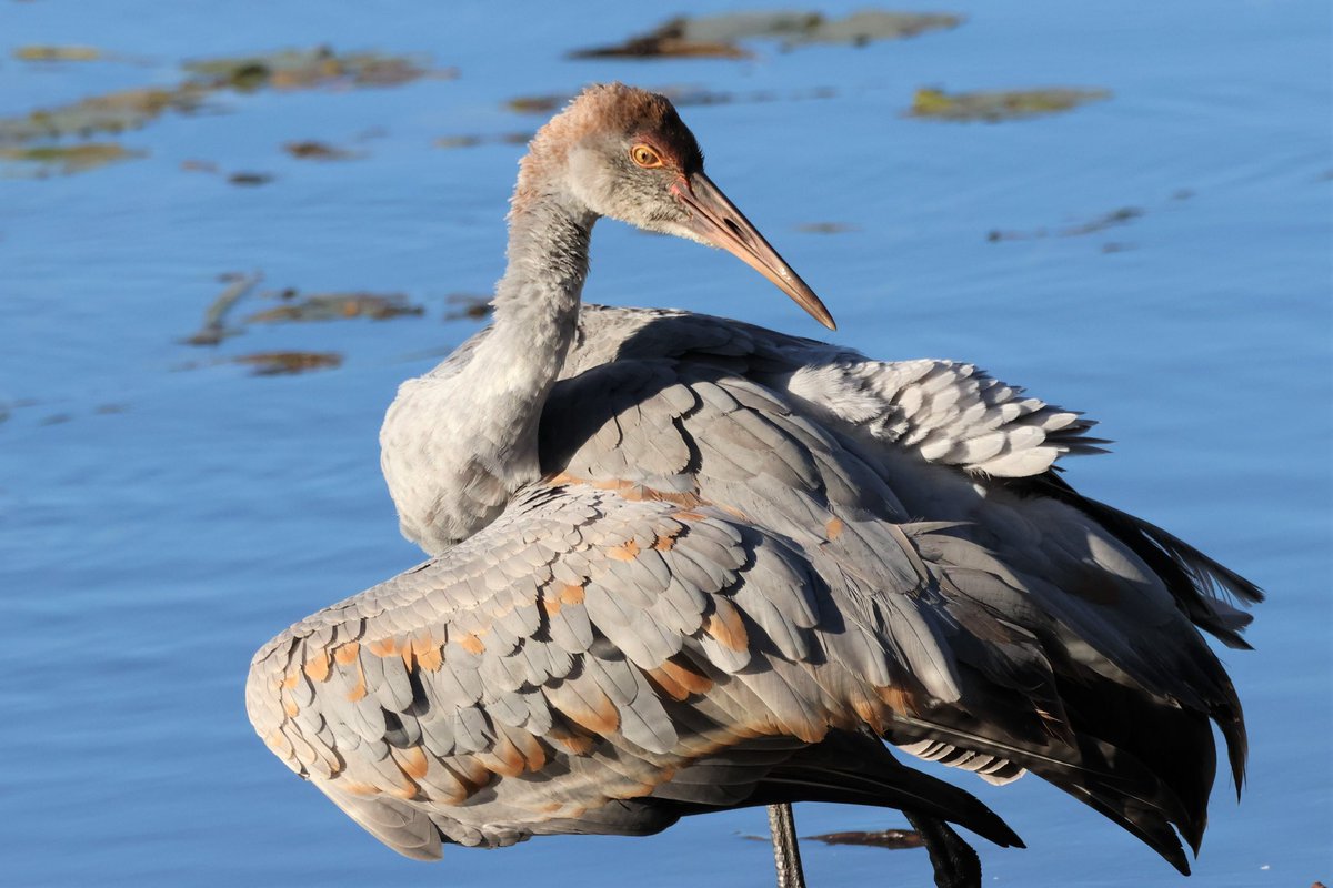 Mary Gemignani tweet media