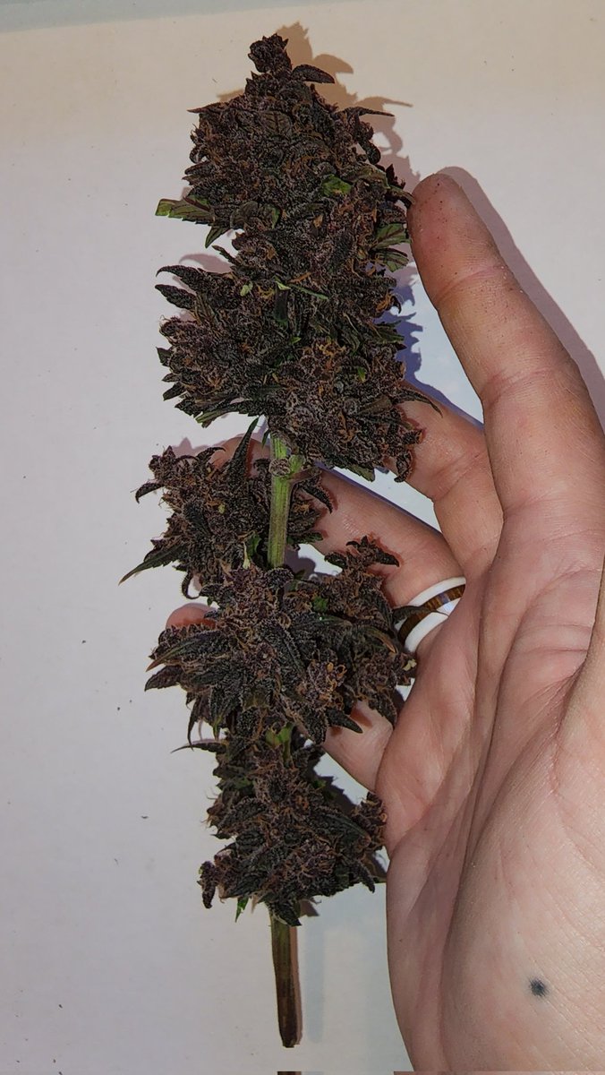 HeatherH420's tweet photo. I cut the black creme today! I'm going to miss seeing that beauty 💚

@MarsHydroLight #ts600 #marshydrotent @Henry117_ #growmies #growyourown @Mmemberville_ https://t.co/9t67DhJGQT