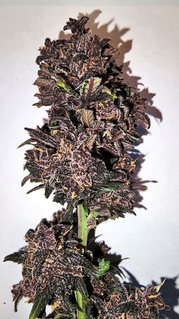 HeatherH420's tweet photo. I cut the black creme today! I'm going to miss seeing that beauty 💚

@MarsHydroLight #ts600 #marshydrotent @Henry117_ #growmies #growyourown @Mmemberville_ https://t.co/9t67DhJGQT