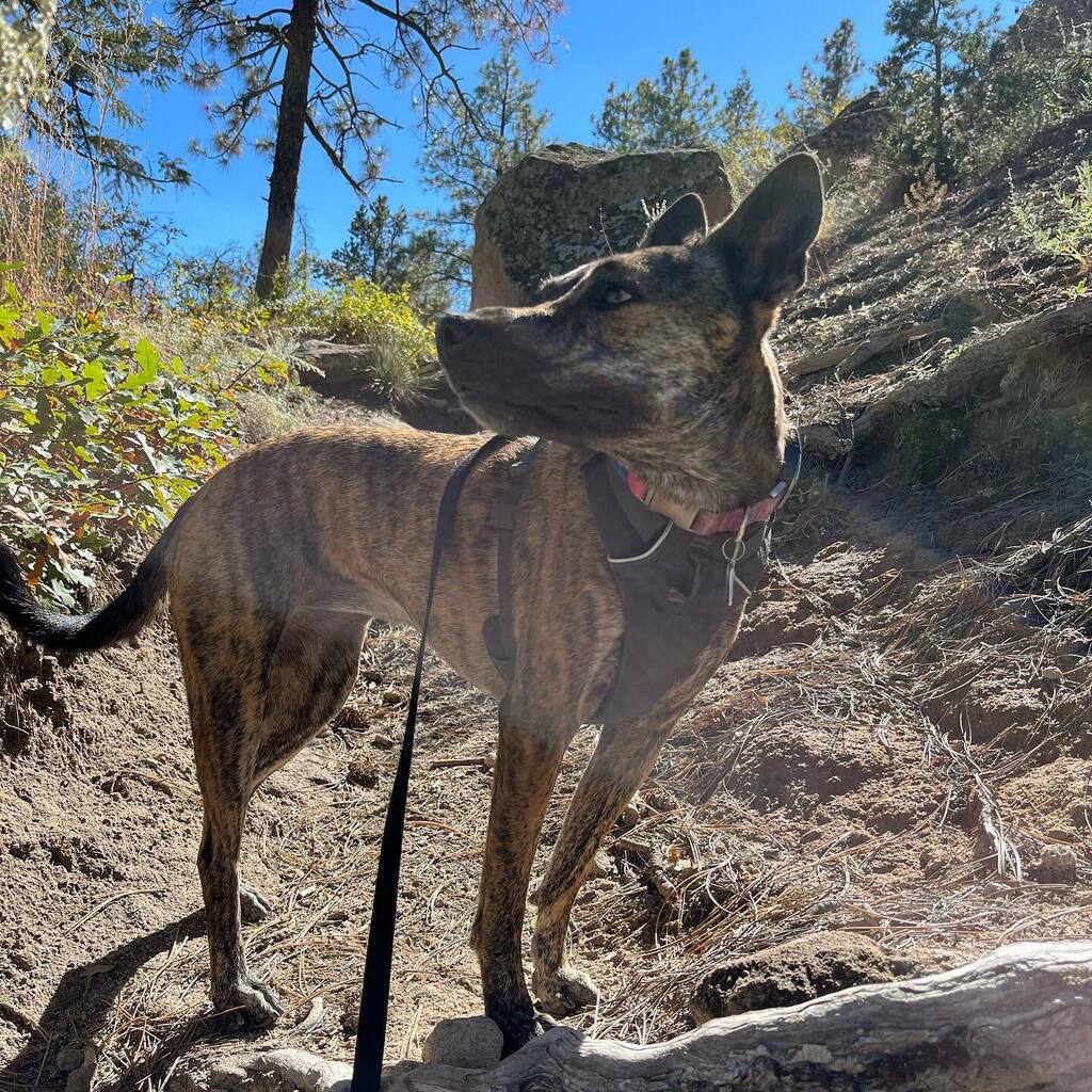 thismonkeyruns's tweet photo. After a couple with the pup, Ellie was up for a run too - she knows this “game”. I foresee more #twoadays in my future - for better or worse. 🤷♀️❤️🐕🐾😍
.
.
.
#trailrunning #trailrun #running #runwithdog #runwithdogs #dogsmakeeverythingbetter #dog #dogrun #dogrunning #trails … https://t.co/1EDvJCkJ2Q