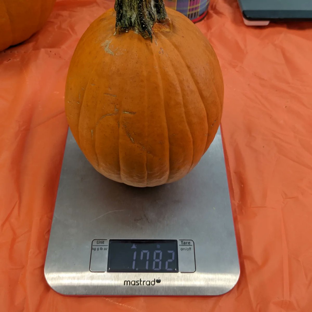 neene's tweet photo. Loved listening to student thoughts and estimations today as part of #PumpkinDataProject data collection. #WardTechCafe https://t.co/vKAyfXLXPf