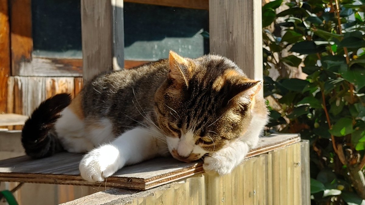 318nari's tweet photo. 朝から猫と戯れる。めっきり寒くなった佐久の朝🌄 https://t.co/kdv53f6sw7