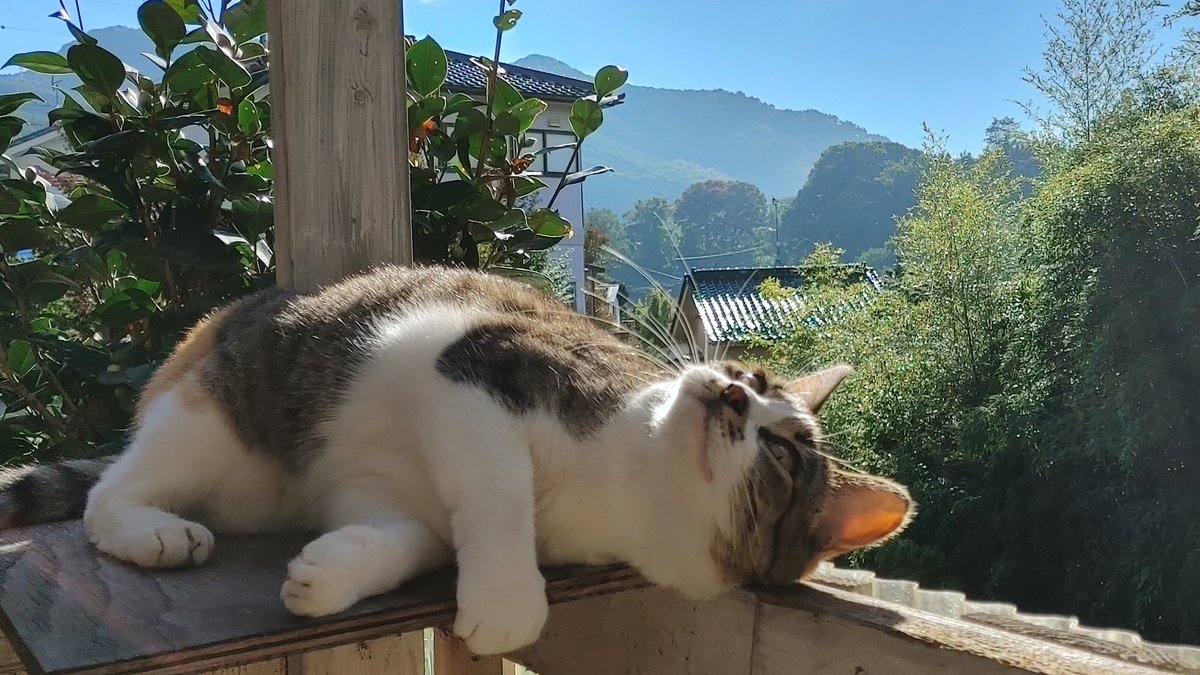 318nari's tweet photo. 朝から猫と戯れる。めっきり寒くなった佐久の朝🌄 https://t.co/kdv53f6sw7