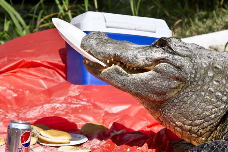 GatorsDaily's tweet photo. PICNIC https://t.co/lgwCOyNLKG