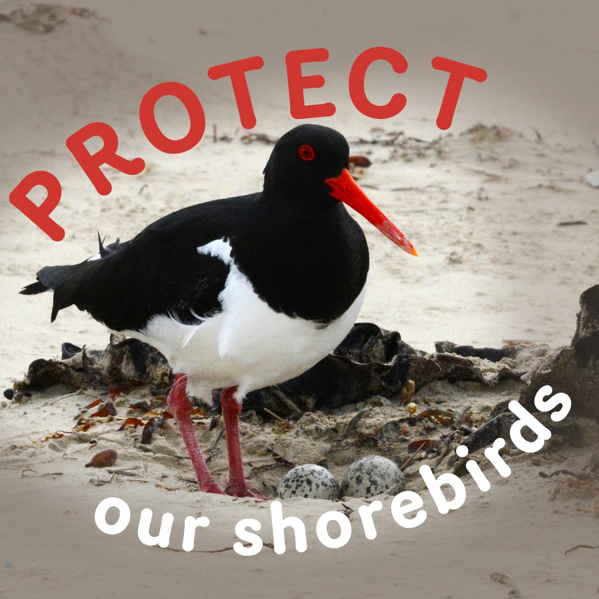 We thank the many volunteers and community groups who dedicate time to help protect our shorebirds. It’s important to keep your distance from nesting birds on our beaches. Shorebird nesting season continues until March 2023. Find out more: tinyurl.com/4jpja2fa