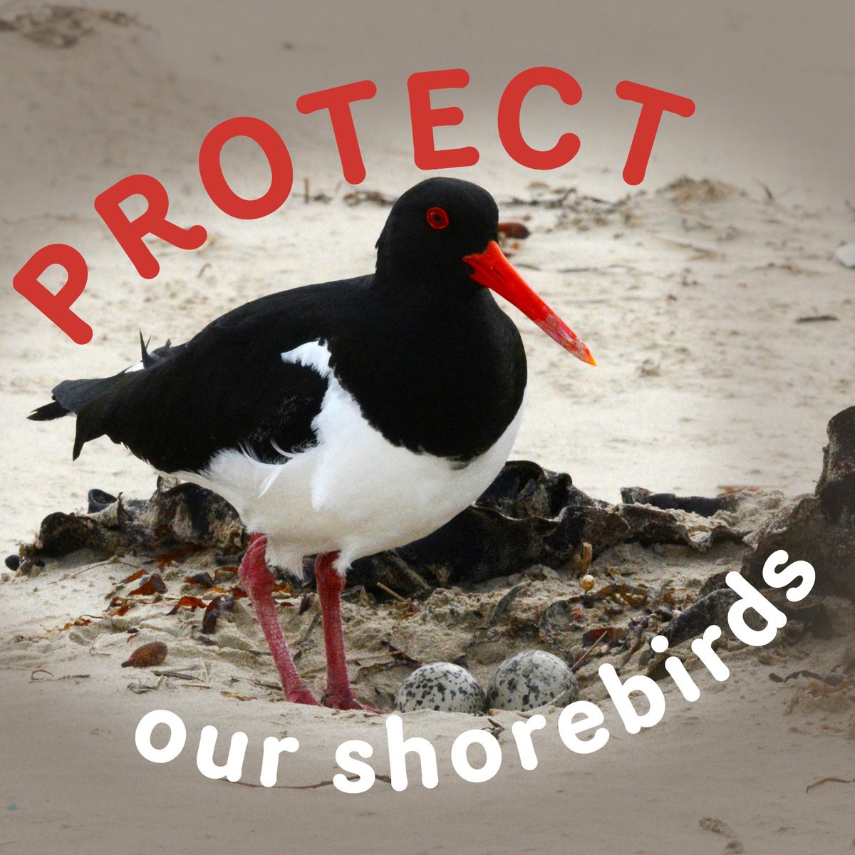 TasmaniaParks's tweet photo. We thank the many volunteers and community groups who dedicate time to help protect our shorebirds. 
It’s important to keep your distance from nesting birds on our beaches.  Shorebird nesting season continues until March 2023. 
Find out more: https://t.co/TR5dqmyg2A https://t.co/vZit0Oye9N