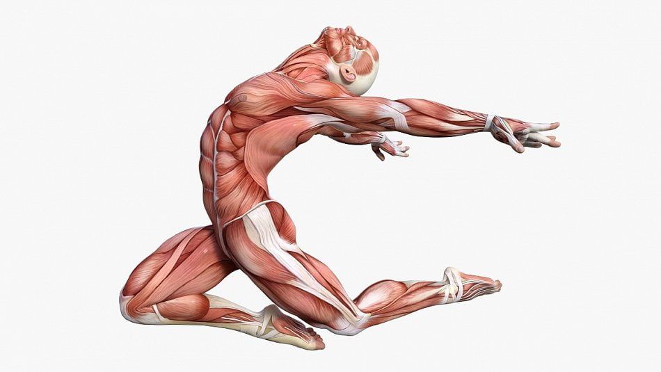 FitGeno's tweet photo. Are you moving poorly because you are in pain?
or Are you in pain because you are moving poorly? 🤔
#retweet
#poortposture #posturecorrect #posturematters #physicaltherapy #painrelief https://t.co/5ioyQE7QEr