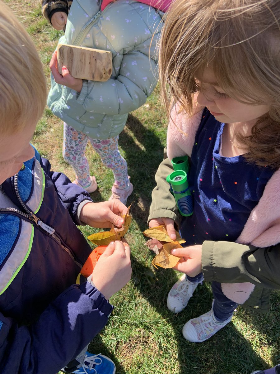 lrgraham23's tweet photo. What a beautiful Fall day!!  Today during Outdoor Classroom, we learned about deciduous and conifer trees.  Students collected different leaves to compare and contrast their attributes.  We discussed how important trees are for us, animals and nature. We love learning outdoors. https://t.co/BU44Idxrg2