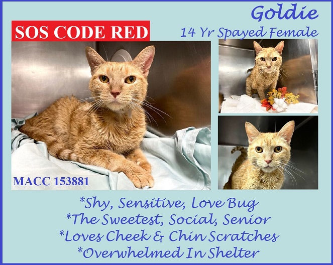 senior cats for adoption nyc