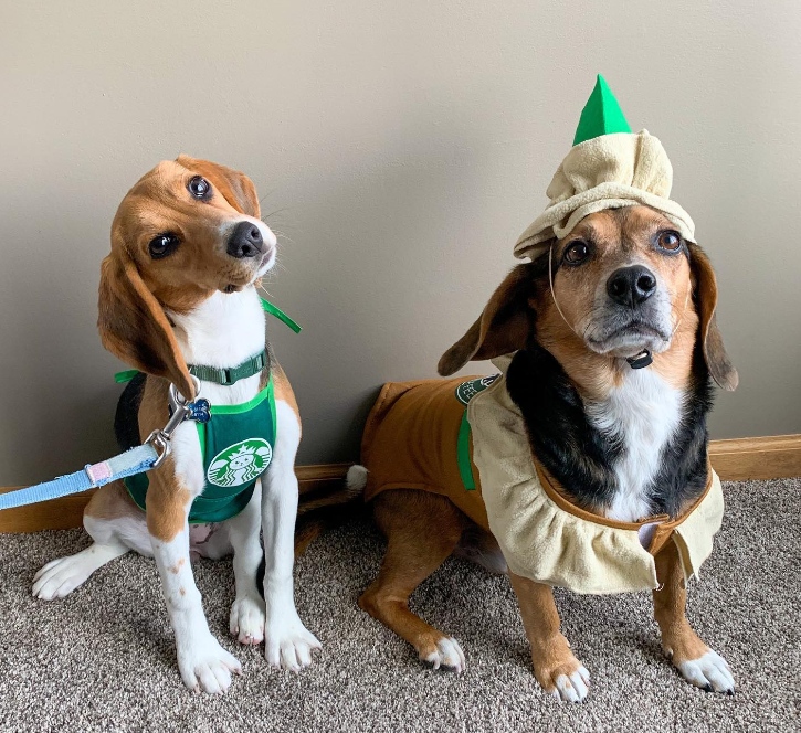 LogicProducts's tweet photo. Some fabulous Halloween Costume Contest submissions!
Keep 'em coming - you can win a year's worth of BarkLogic 😍
.
.
.
.
#dog #dogsofinstagram #dogsofig #dogsofinsta #dogstagram #dog_features #dogoftheday #puppy #puppiesofinstagram #fluffydog #cutedog #cuteanimals #instagra... https://t.co/vjczJ3jJz5