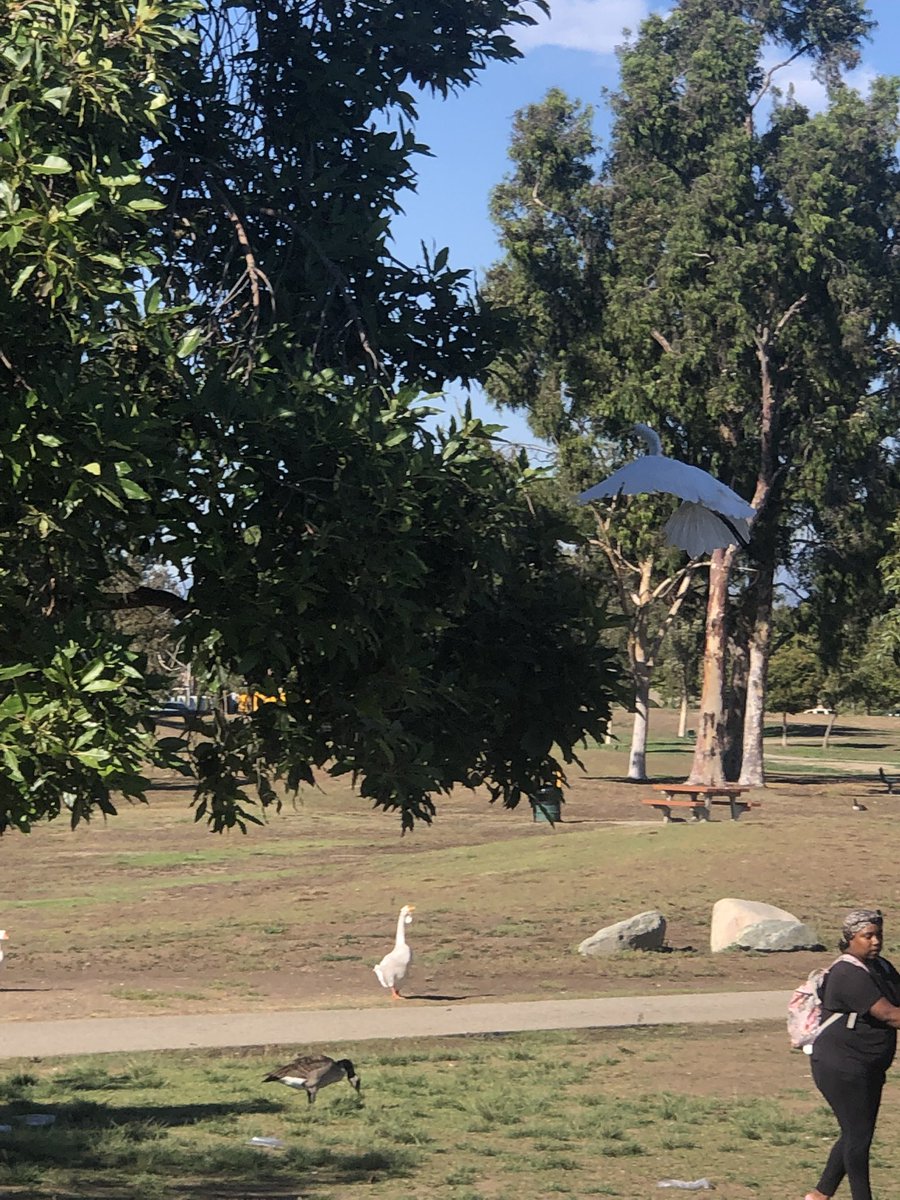 Xicanamama3's tweet photo. This is one of the BEST views and locations for a staff retreat. Always exciting to see how YOUR #MeasureA tax dollars are being put to good use! #ParkEquity #RPOSD #StaffRetreat #Willowbrook #ParksForAll #ComptonCreek #StormwaterCapture https://t.co/VBSyEr4fBE