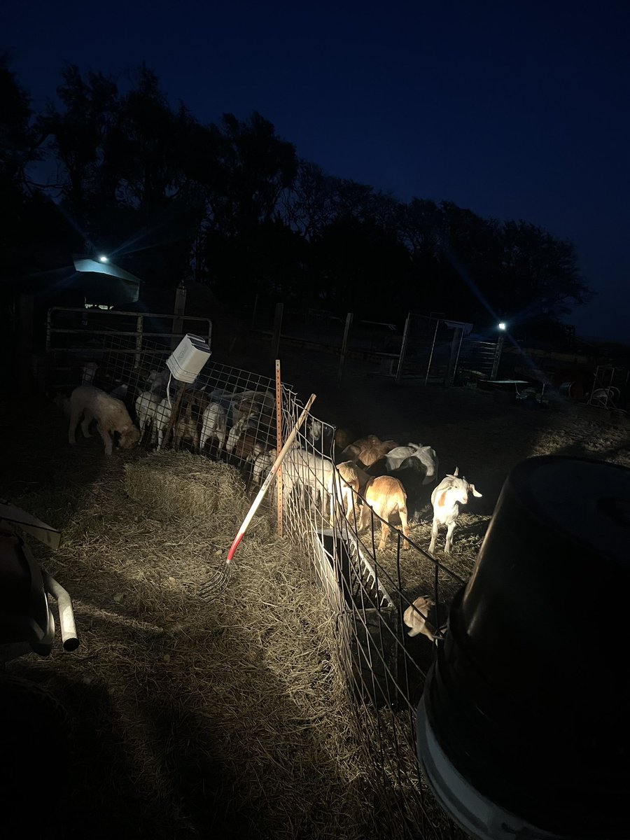 Garretthafer's tweet photo. The first ever group of fat goats on the farm are sorted and ready to go next week. First time feeding a large group of goats instead of the pet ones. Hopefully it was worth it. https://t.co/8Z9MbjekSQ