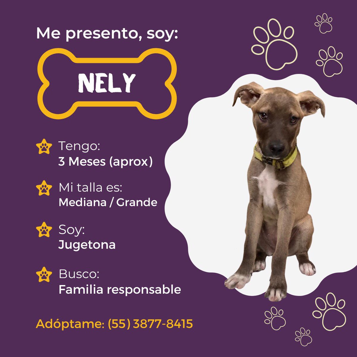 _PatriciaAnaya's tweet photo. PERRITA #Nely LLEVA TIEMPO EN PENSIÓN. YA NECESITA UNA FAMILIA CON QUIEN PUEDA JUGAR Y MOSTRAR SU AMOR TODA SU VIDA. GRACIAS POR TU RT https://t.co/MHpM7rB2pi
