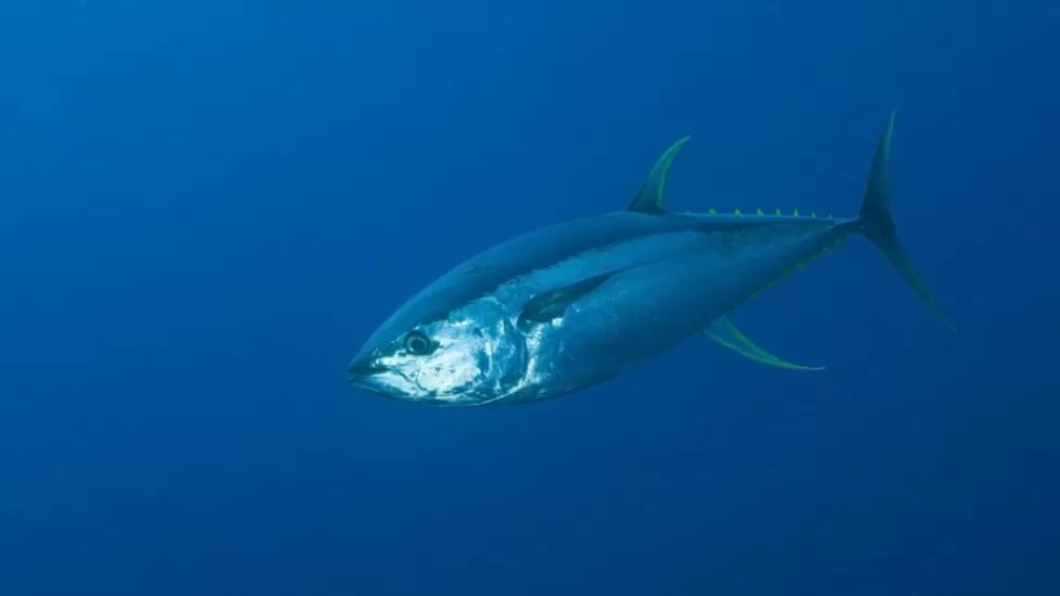 BD_Stew's tweet photo. Vast marine protected area 'boosts #tuna stocks' https://t.co/fSJPLSYVzZ #MPAsWork ๐ https://t.co/0nBQj2nYhp