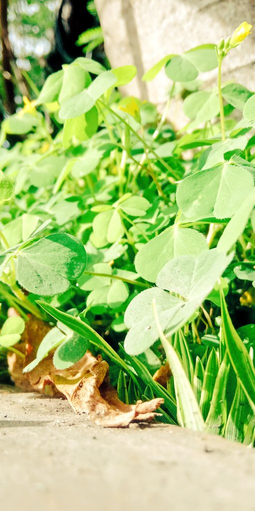 ただの父親 (@amirulmete) on Twitter photo 