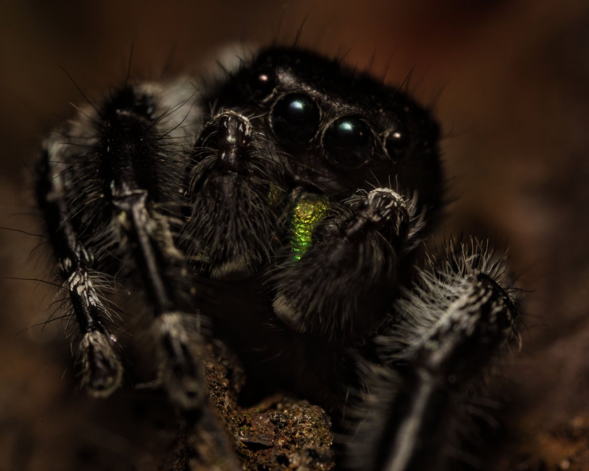 A bold jumping spider (Phidippus audax) in Carl Schurz Park from late September. #boldjumpingspider #PhidippusAudax #arachnids #jumpingspiders #spiders #macro #venusoptics #ultramacro #luminarneo #canonphotography #carlschurzpark #nycparks