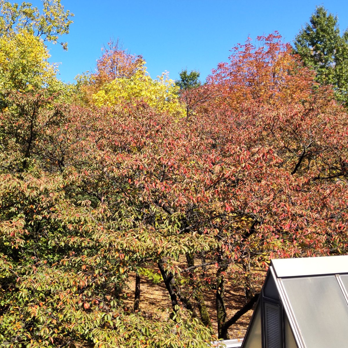 kusuriplanet's tweet photo. 植物園に行って秋＆自然を満喫してきました🍁 https://t.co/ODCU7JxsxX