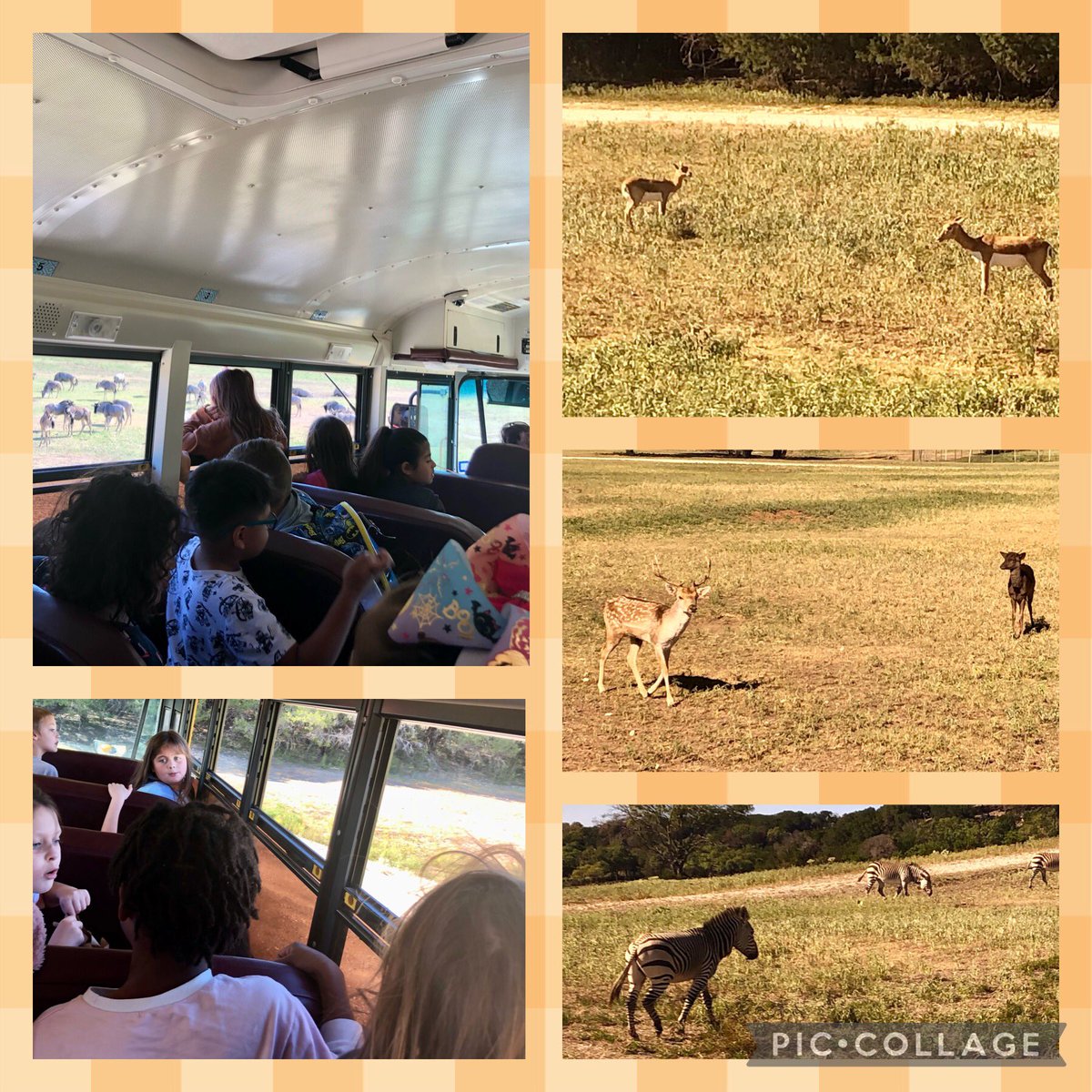 GingerBryan15's tweet photo. How to have the greatest field trip: 1. Amazing PTO pays for it 2. @FossilRim 3. Giraffe 🦒 #AESmakeyourmark #eyelashesfordays https://t.co/DCOUtnLr7n
