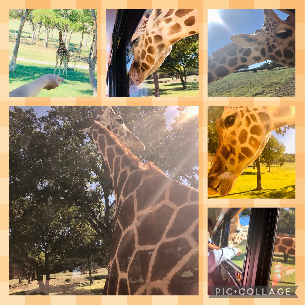 GingerBryan15's tweet photo. How to have the greatest field trip: 1. Amazing PTO pays for it 2. @FossilRim 3. Giraffe 🦒 #AESmakeyourmark #eyelashesfordays https://t.co/DCOUtnLr7n