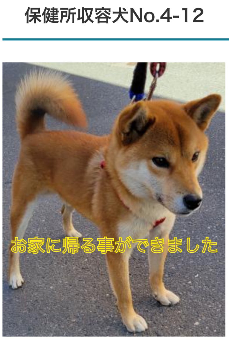 松本保健所の犬の致死処分がゼロになったこと ゆめまるhappy隊 保護犬たちに 今 私たちが出来ることを 長野県 松本市