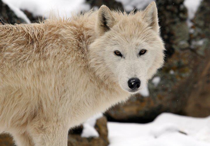 HourlyWolves presents: