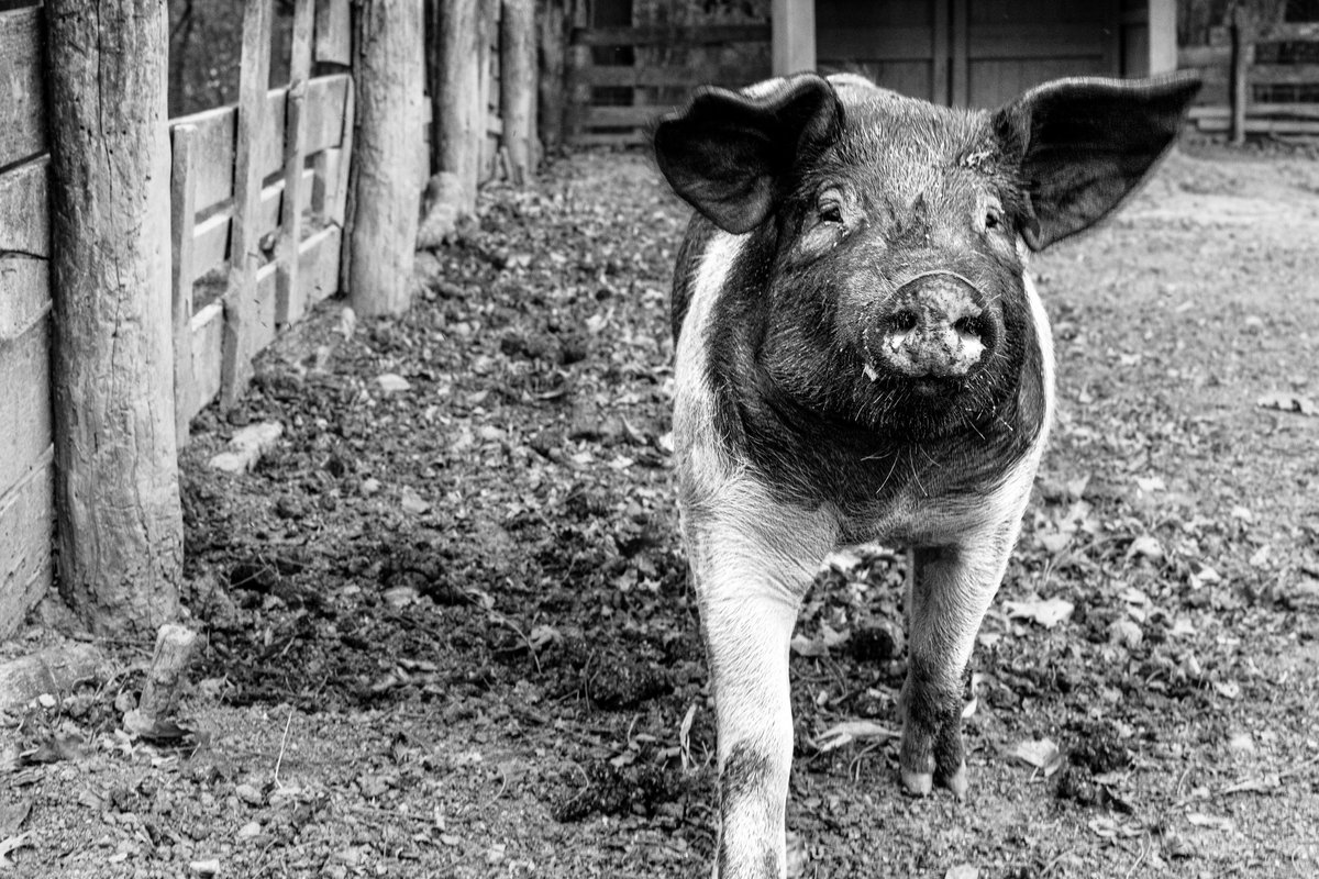 #blackandwhitephotography #blackandwhitephoto #streetphotography #photooftheday
 #photography  #photo #foto #photographer  #picoftheday  #canonphotography #monochrome
