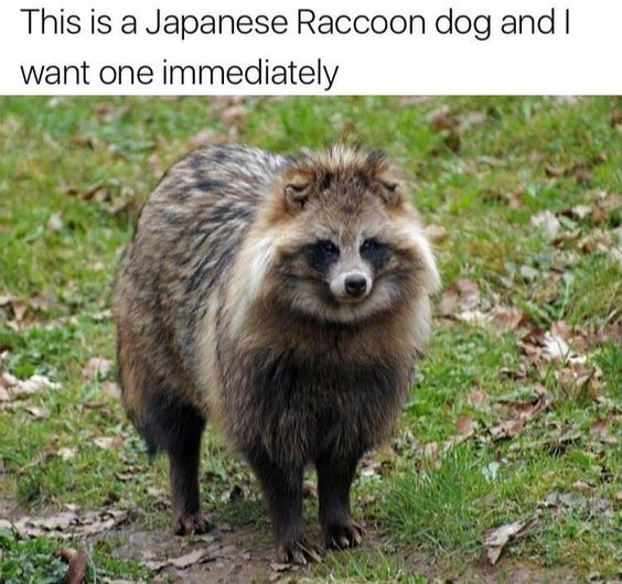 WholesomeMeme's tweet photo. https://t.co/aUCHvj4Lav