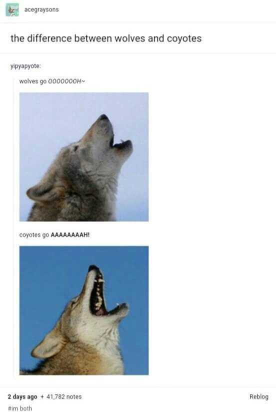 WholesomeMemes (@wholesomememe) on Twitter photo 