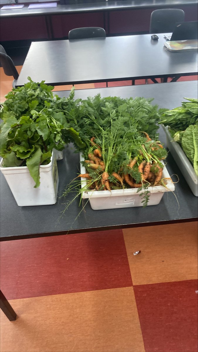 WhitefriarsColl's tweet photo. #WFCLearning What's better than a 'harvest' for some great hands-on learning? Our VCAL students harvested the winter-grown veggies including, Cos Lettuce, Little Finger Carrots, Broccoli, Coriander, Beetroot and Baby SilverBeet.
#vegetables #VCAL #sustainability #belong https://t.co/nVmJ7LDOva
