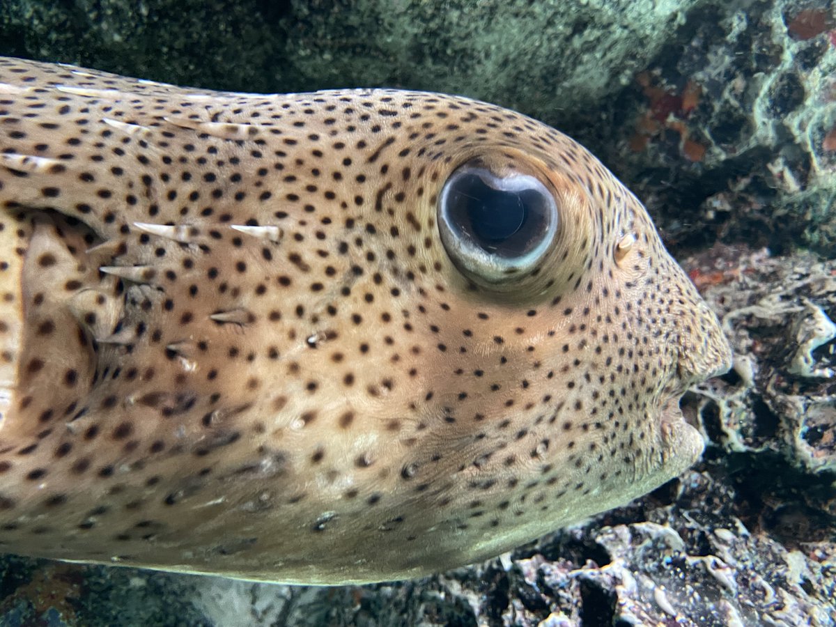 おはようございます ネズミフグ の様子をお届けします 南シナ海 水槽 おうちでかさりん Tslp R 江戸川区 江戸川区民ニュース