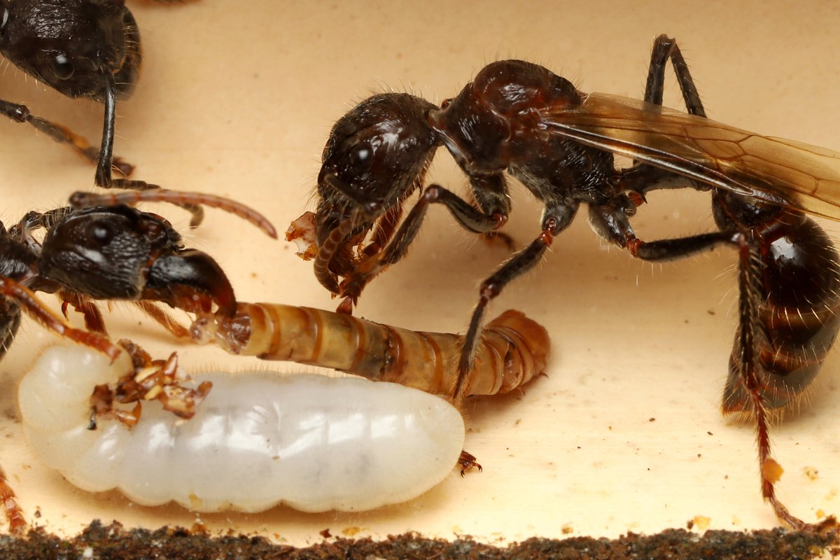 パラポネラの新女王は、巣の中で働きアリが運んできた昆虫を食べています。