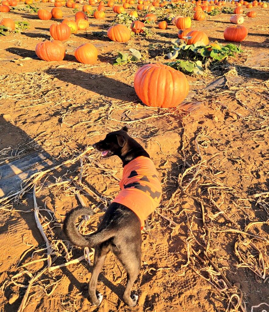 We're live playing <a href="/TheDarkPictures/">The Dark Pictures</a> Little Hope with spooky vibes 👻 Stop by and say hi 🎃

twitch.com/Bandit_and_Haz…

#twitchstreamers #LiveOnTwitch #twitchaffiliate #SupportSmallStreamers #KOOPATROOP #WOLVfam #Halloween #horrorgame #comedy